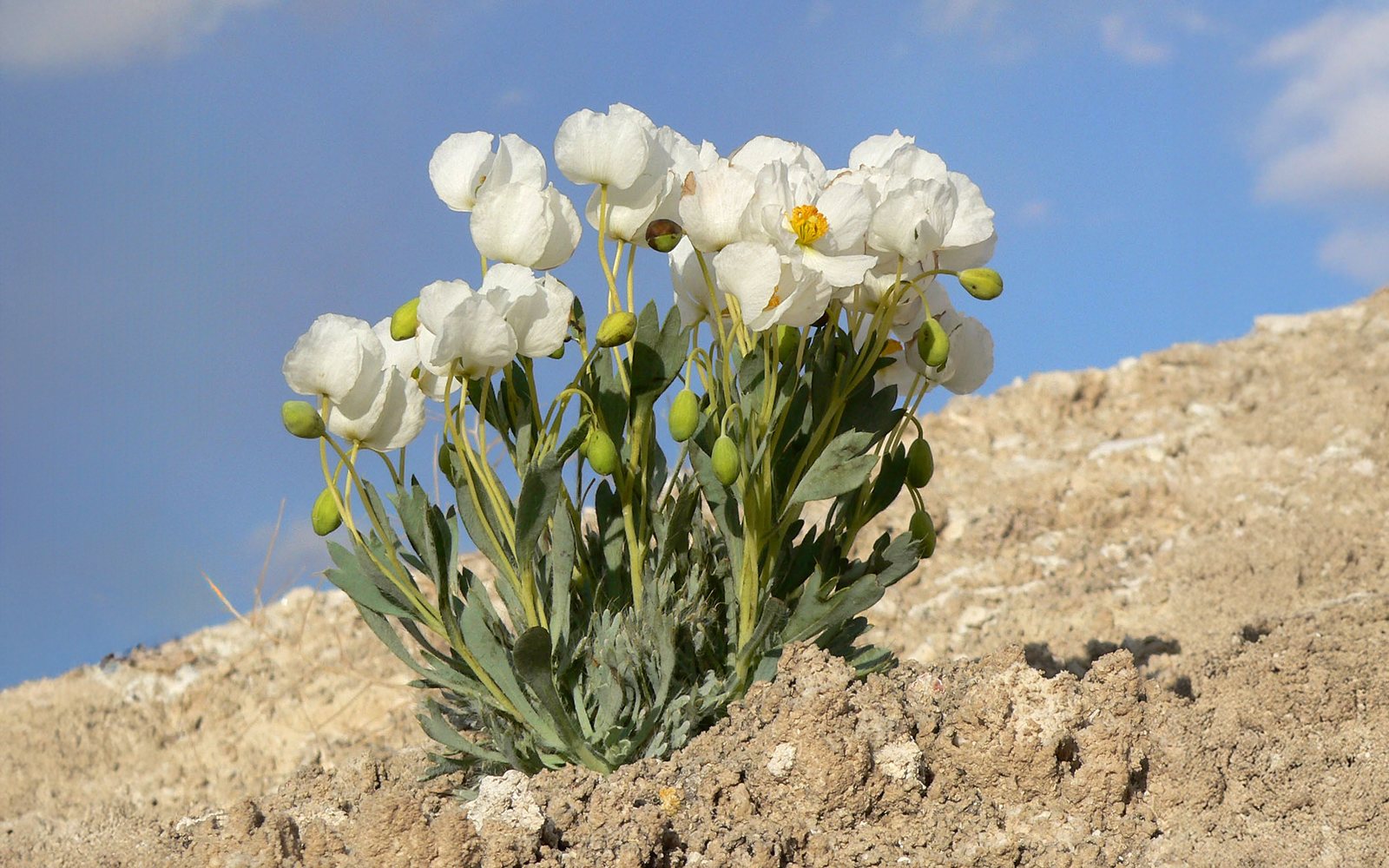 A dwarf bear-poppy in bloom - a low cluster of white flowers on silvery leaves growing from pale gypsum soil against a blue sky