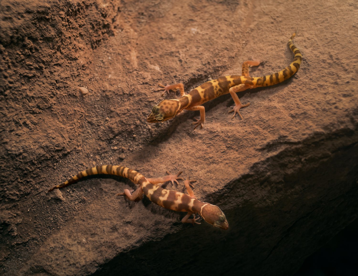 Two western banded geckos on desert rock at night