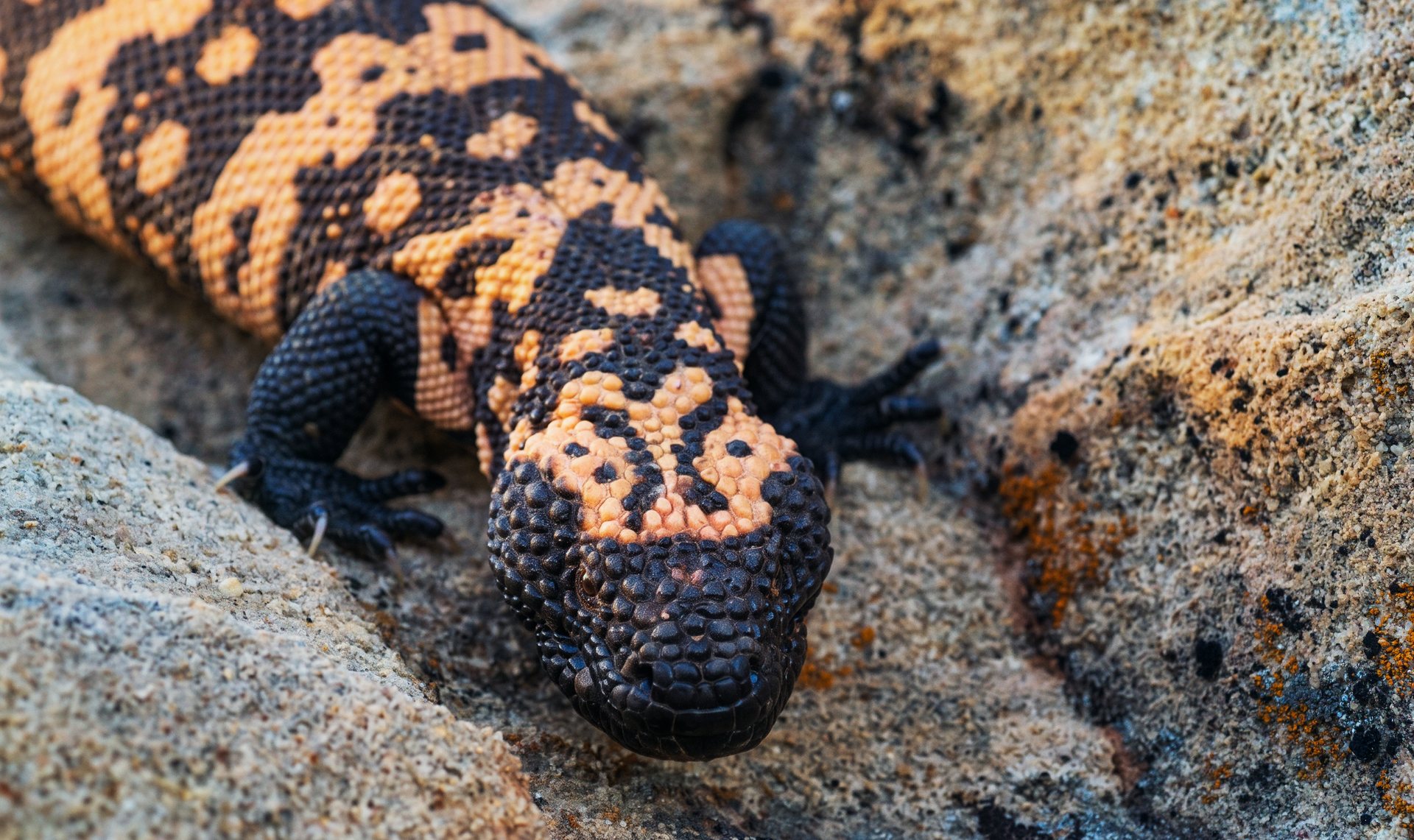 A Gila monster with black and orange beaded skin resting on desert sandstone, facing the camera