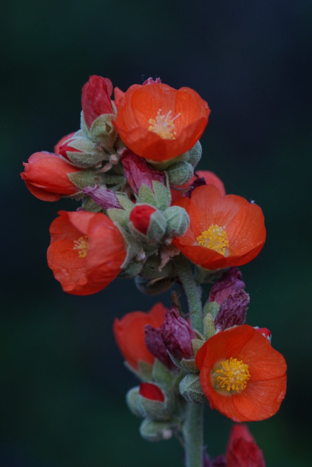 Bright orange desert globemallow flowers