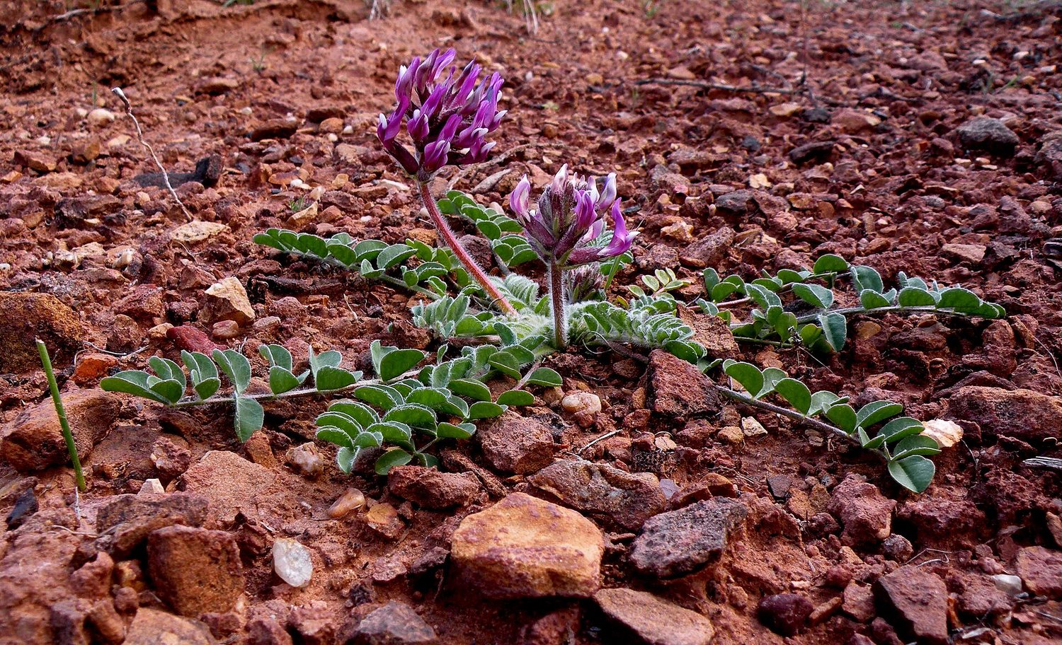 Two Holmgren milkvetch plants with clusters of purple pea-flowers growing from red desert soil