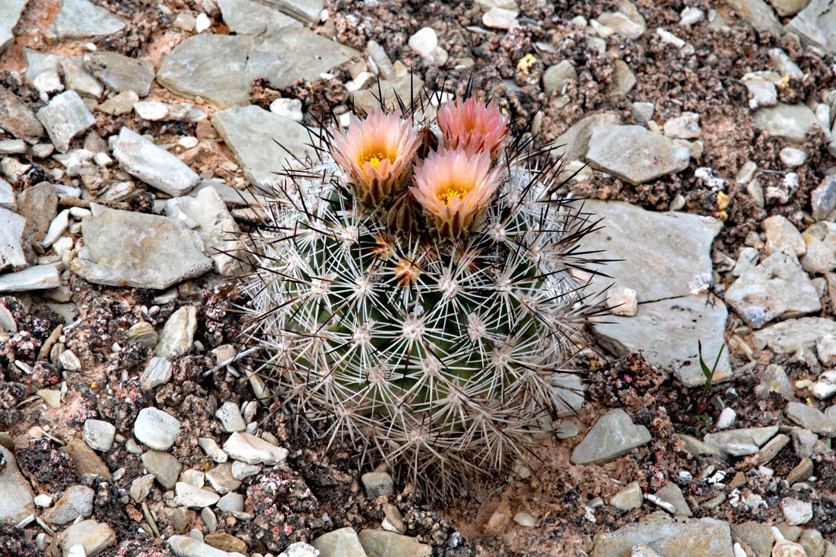 A Siler pincushion cactus with pink flowers and hooked spines among pale desert gravel