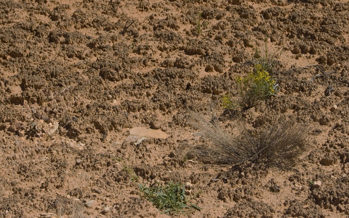 Cryptobiotic soil crust, a dark bumpy living crust on desert ground