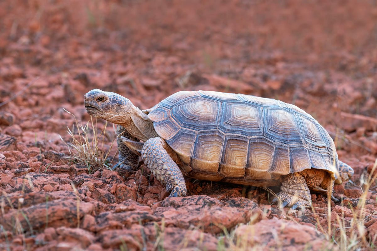 A Mojave desert tortoise walking across red desert ground
